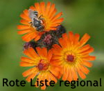 Orangerote Habichtskraut Hieracium aurantiacum kl.