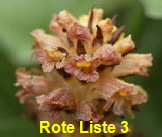 Pestwurz-Sommerwurz 1 kl.