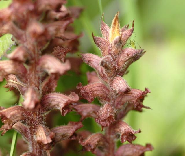 Pestwurz-Sommerwurz Orobanche flava  2011-07-15 Nationalpark Berchtesgarden Wimbachtal NIKON 331