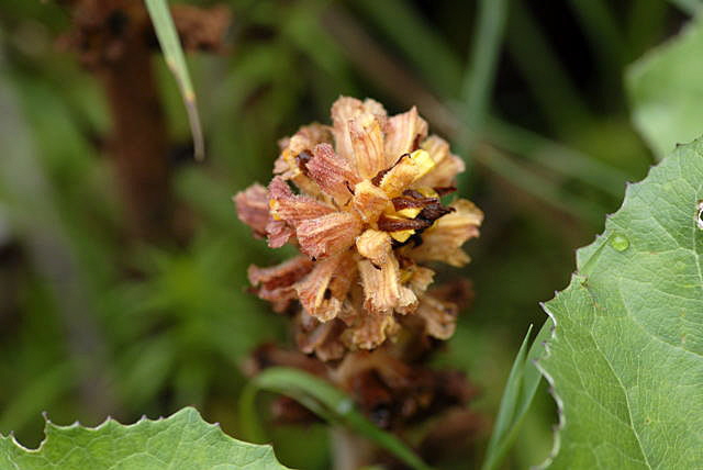 Pestwurz-Sommerwurz Orobanche flava 2011-07-15 Nationalpark Berchtesgarden Wimbachtal NIKON 325