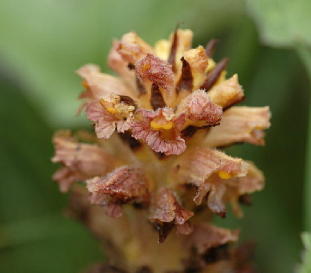 Pestwurz-Sommerwurz Orobanche flava 2011-07-15 Nationalpark Berchtesgarden Wimbachtal NIKON 327