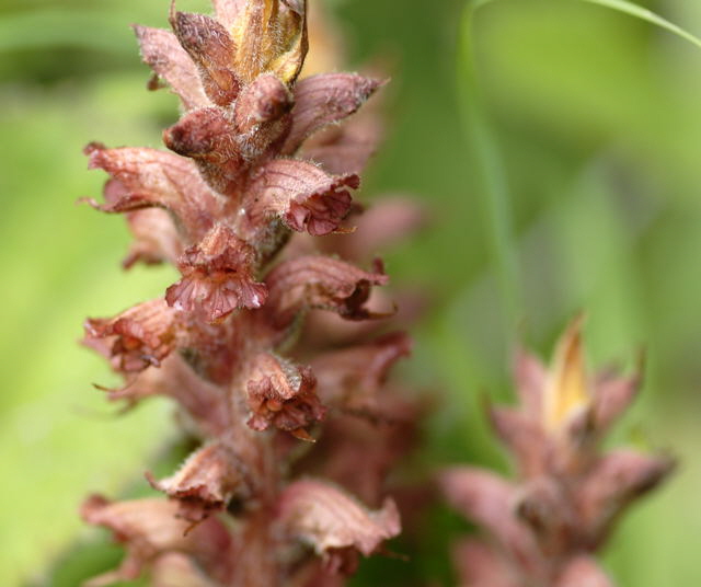 Pestwurz-Sommerwurz Orobanche flava 2011-07-15 Nationalpark Berchtesgarden Wimbachtal NIKON 330
