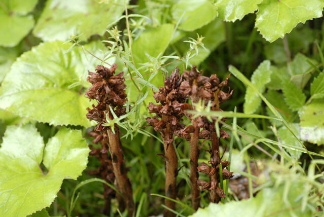 Pestwurz-Sommerwurz2011-07-15 Nationalpark Berchtesgarden Wimbachtal NIKON 009