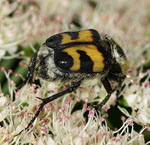 Pinselkfer Trichius sexualis kl.