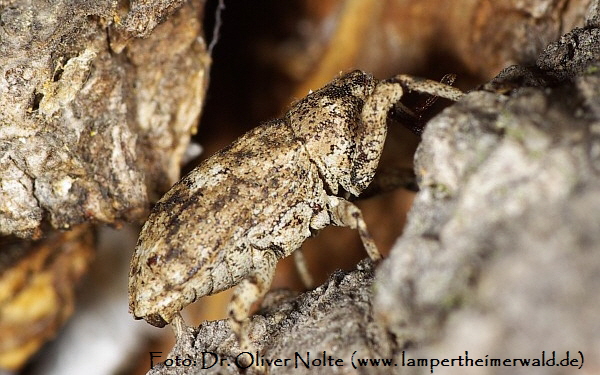 Plattrler Gasterocercus depressirostris _lateral (600) RL1_Dr.Nolte