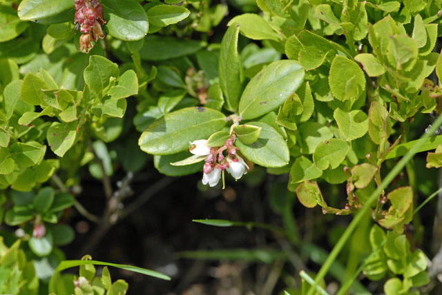 Preiselbeere Vaccinium vitis-idaea  9.7.2011 Allgu Alpen Fellhorn 42
