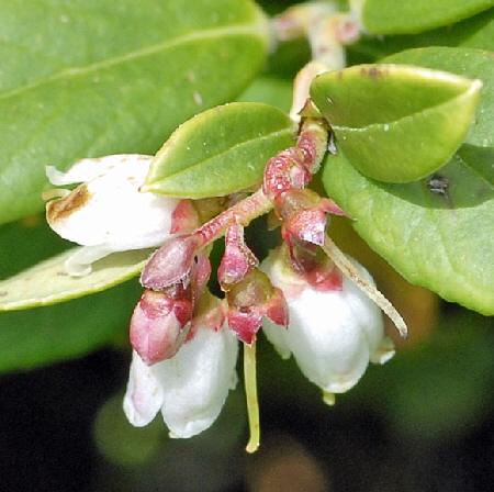 Preiselbeere Vaccinium vitis-idaea 9.7.2011 Allgu Alpen Fellhorn 42b