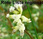 Rankender Lerchensporn kl.