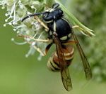 Rote Wespe Vespula rufa 2 kl