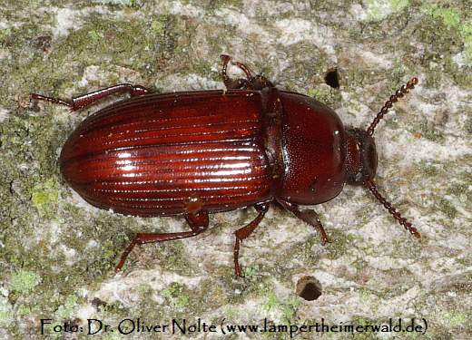 Roter Schwarzkäfer Uloma culinaris (600) Dr. Oliver Nolte Roter Schwarzkäfer Uloma culinaris (600) Dr. Oliver Nolte
