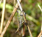 Rotleibige Grashpfer (Omocestus haemorrhoidalis) Weibchen kl.