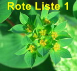 Rundblttrige Hasenohr (Bupleurum rotundifolium) kl.