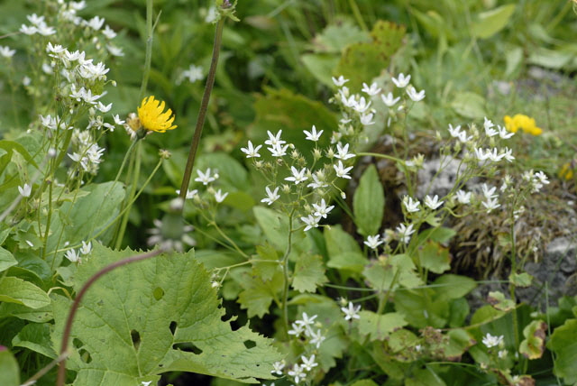 Rundblttriger Steinbrech (Saxifraga rotundifolia)    9.7.2011 Allgu Alpen Fellhorn NIKON2 144