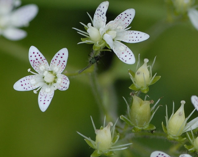 Rundblttriger Steinbrech (Saxifraga rotundifolia)    9.7.2011 Allgu Alpen Fellhorn NIKON2 140