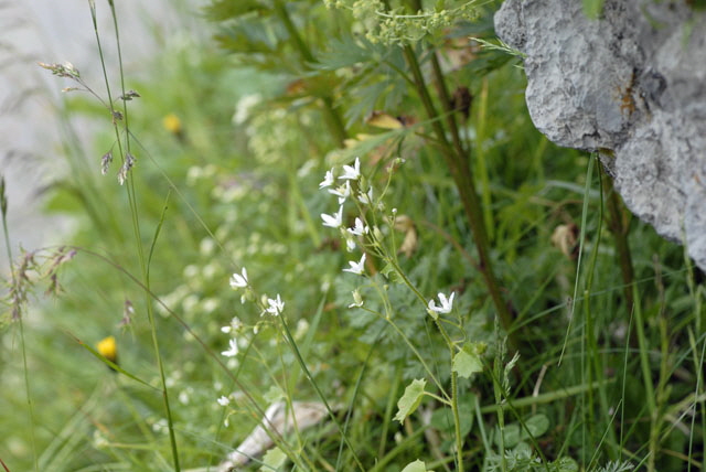 Rundblttriger Steinbrech (Saxifraga rotundifolia)    9.7.2011 Allgu Alpen Fellhorn NIKON2 145