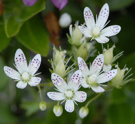 Rundblttriger Steinbrech (Saxifraga rotundifolia)   9.7.2011 Allgu Alpen Fellhorn NIKON2 139