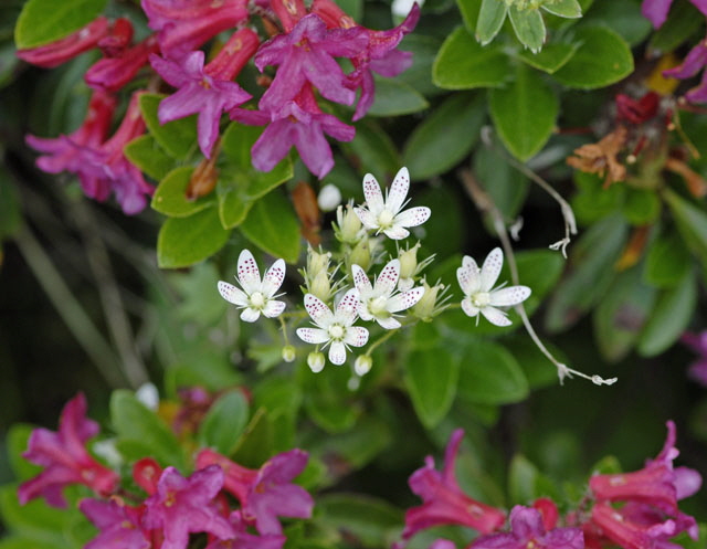 Rundblttriger Steinbrech (Saxifraga rotundifolia)   9.7.2011 Allgu Alpen Fellhorn NIKON2 139a