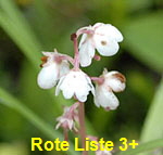 Rundblttriges Wintergrn kl.