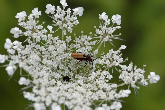 Rssel-Rotdeckenkfer (Lygistopterus sanguineus)  Juli 2012 FFH Wald Insekten 080