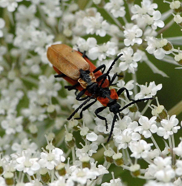 Rssel-Rotdeckenkfer (Lygistopterus sanguineus)  Juli 2012 FFH Wald Insekten 082