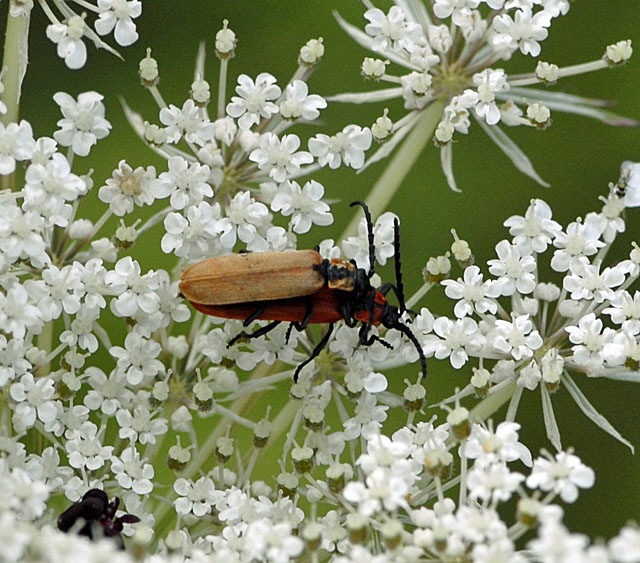 Rssel-Rotdeckenkfer (Lygistopterus sanguineus)  Juli 2012 FFH Wald Insekten 083