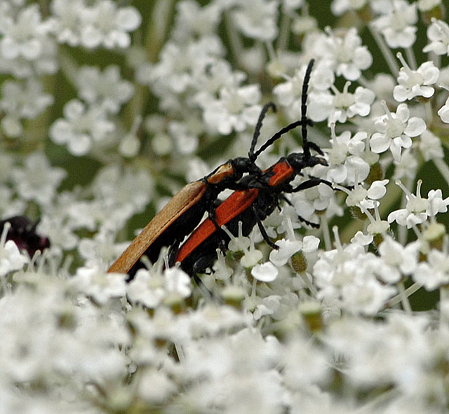 Rssel-Rotdeckenkfer (Lygistopterus sanguineus)  Juli 2012 FFH Wald Insekten 084