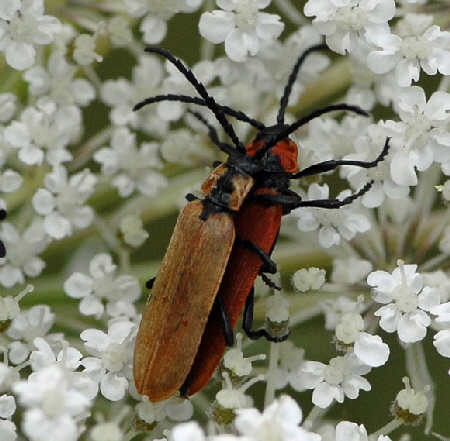 Rssel-Rotdeckenkfer (Lygistopterus sanguineus)  Juli 2012 FFH Wald Insekten 085
