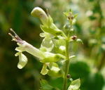 Salbei-Gamander (Teucrium scorodonia) kl.