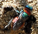 Sand-Goldwespe (Hedychrum niemelaeii od. nobile) Weibchen kl.