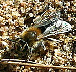 Sandbiene 5 Andrena spec. kl.