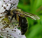 Sandbiene 6 Andrena spec. kl.