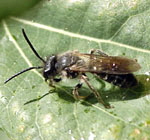 Sandbiene 8 Andrena spec. Mnnchen kl.