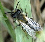 Sandbiene 9 Andrena spec.Mnnchen 2kl.
