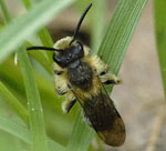 Sandbiene 9 Andrena spec.Mnnchen kl.