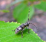 Scheckenbock (Acanthoderes clavipes) kl.