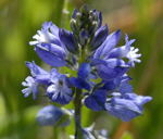 Schopfiges Kreuzblmchen Polygala comosa blau kl.