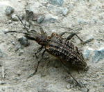 Schrotbock od. Kleiner Kiefernzangenbock Rhagium inquisitor kl.