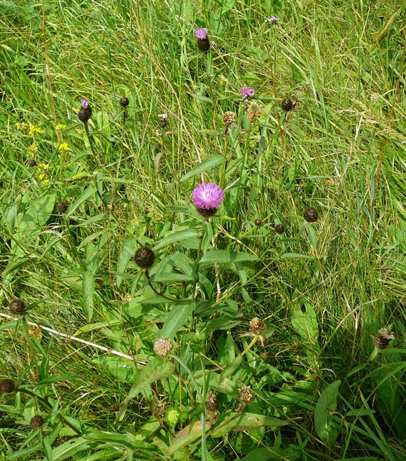 Schwarze Flockenblume (Centaurea nigra Juli 2012 Odenwald-Wilhelmsfeld-Schnbrunn 002