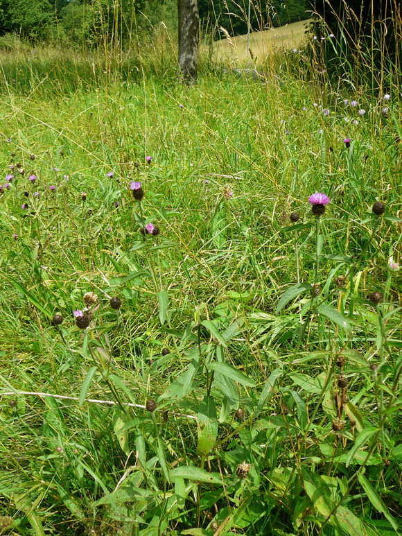Schwarze Flockenblume (Centaurea nigra Juli 2012 Odenwald-Wilhelmsfeld-Schnbrunn 004