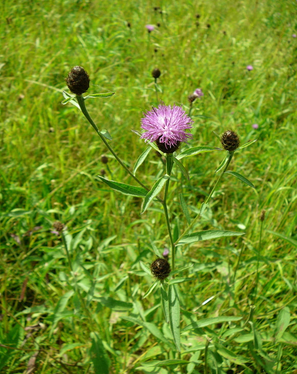 Schwarze Flockenblume (Centaurea nigra Juli 2012 Odenwald-Wilhelmsfeld-Schnbrunn 009