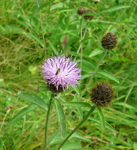 Schwarze Flockenblume (Centaurea nigra Juli 2012 Odenwald-Wilhelmsfeld-Schnbrunn 017