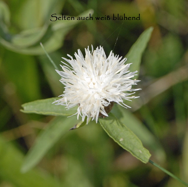 Schwarze Flockenblume Juli 2012 Odenwald-Wilhelmsfeld-Schnbrunn NIKON 094