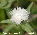 Schwarze Flockenblume weiss kl.