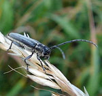Schwarzhrniger Walzenhalsbock (Phytoecia nigricornis) 2 kl.