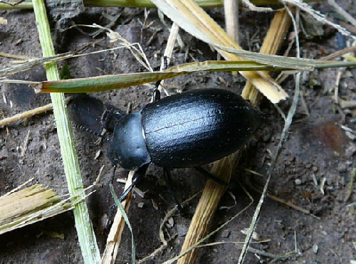 Schwarzkfer Blaps Juni 2008 Wildblumen & Landstrasse Huett 035