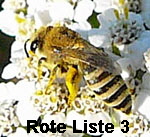 Seidenbiene 1 Colletes cf. fodiens kl.