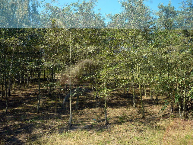 Sep 2012 ZAKB Tag der offenen Tür, Greifvögel Lorsch 038 Sep 2012 ZAKB Tag der offenen Tür, Greifvögel Lorsch 038