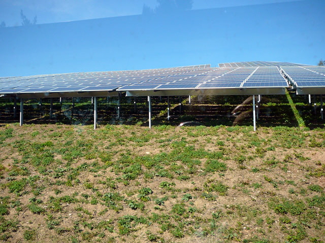 Sep 2012 ZAKB Tag der offenen Tür, Greifvögel Lorsch 040 Sep 2012 ZAKB Tag der offenen Tür, Greifvögel Lorsch 040