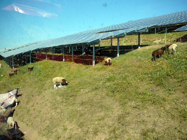 Sep 2012 ZAKB Tag der offenen Tür, Greifvögel Lorsch 041 Sep 2012 ZAKB Tag der offenen Tür, Greifvögel Lorsch 041