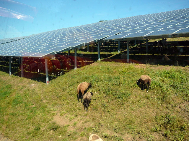 Sep 2012 ZAKB Tag der offenen Tür, Greifvögel Lorsch 042 Sep 2012 ZAKB Tag der offenen Tür, Greifvögel Lorsch 042